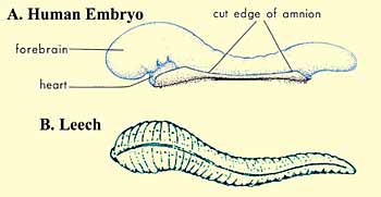 Image result for embryo like leech